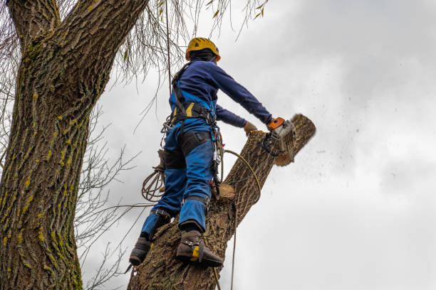 Lawn Pest Prevention in Oak Grove, LA